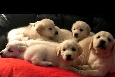 Cavalier King Charles Spaniel Puppies breeder image 39