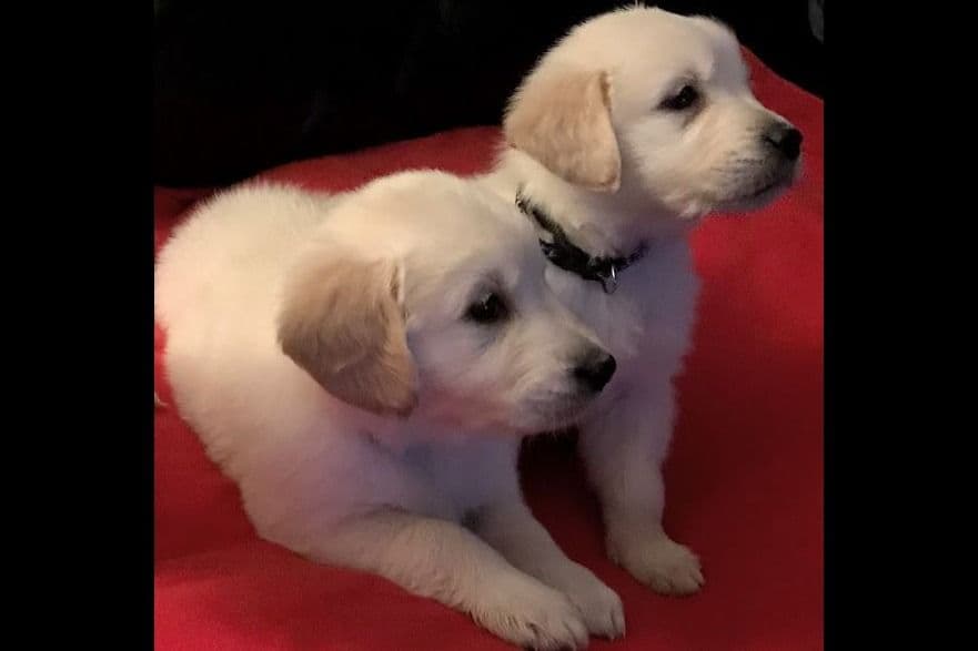Cavalier King Charles Spaniel Puppies breeder image 40