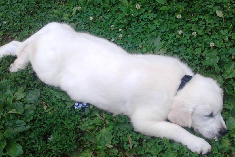 Cavalier King Charles Spaniel Puppies breeder image 52