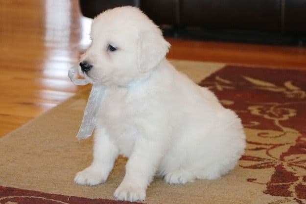 Cavalier King Charles Spaniel Puppies breeder image 55