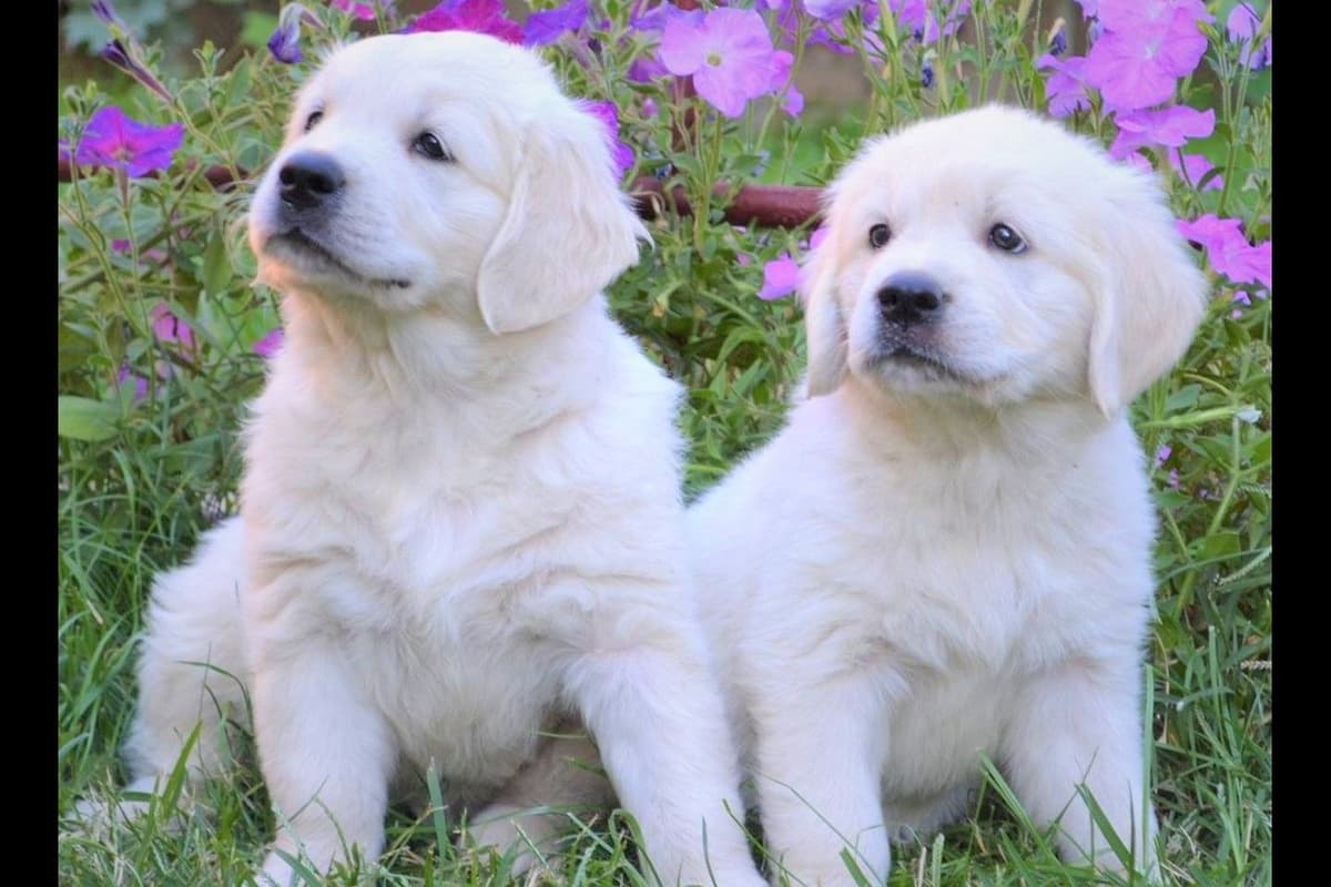 Cavalier King Charles Spaniel Puppies breeder image 57