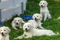 Cavalier King Charles Spaniel Puppies breeder image 61