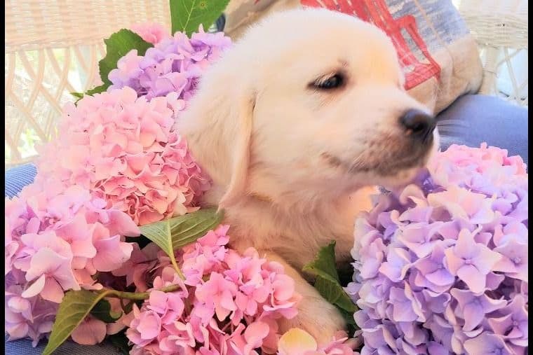 Cavalier King Charles Spaniel Puppies breeder image 67