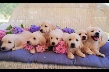 Cavalier King Charles Spaniel Puppies breeder image 74