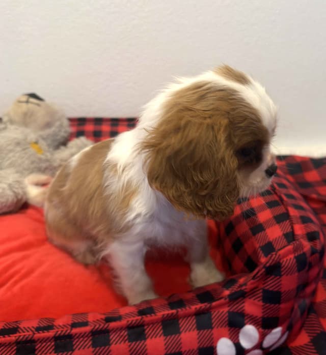 Cavalier King Charles Spaniel Puppies media 9