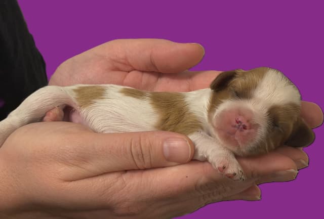 Cavalier King Charles Spaniel Puppies media 8