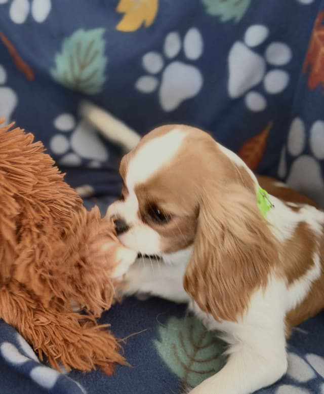 Cavalier King Charles Spaniel Puppies media 15