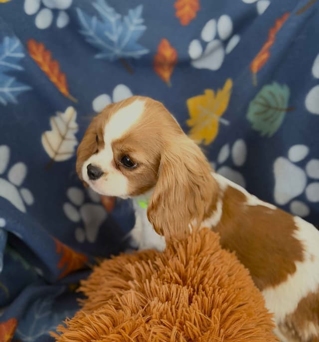 Cavalier King Charles Spaniel Puppies media 17