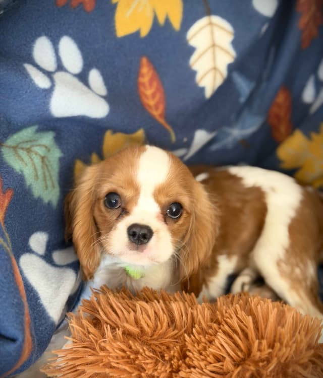 Cavalier King Charles Spaniel Puppies media 14