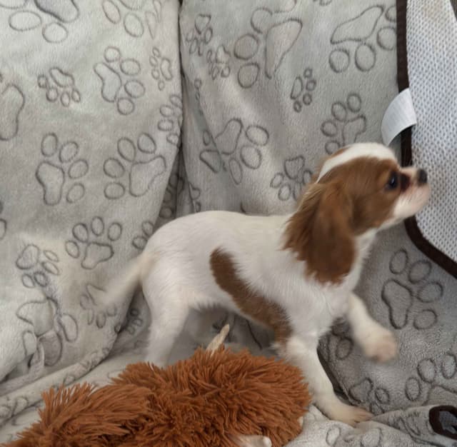 Cavalier King Charles Spaniel Puppies media 6
