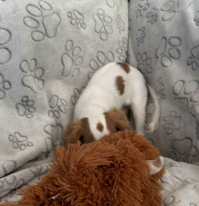 Cavalier King Charles Spaniel Puppies media 7