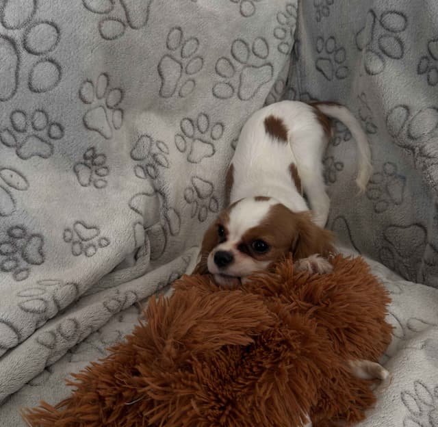 Cavalier King Charles Spaniel Puppies media 8