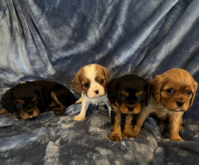 Cavalier King Charles Spaniel Puppies media 9