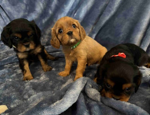 Cavalier King Charles Spaniel Puppies media 19