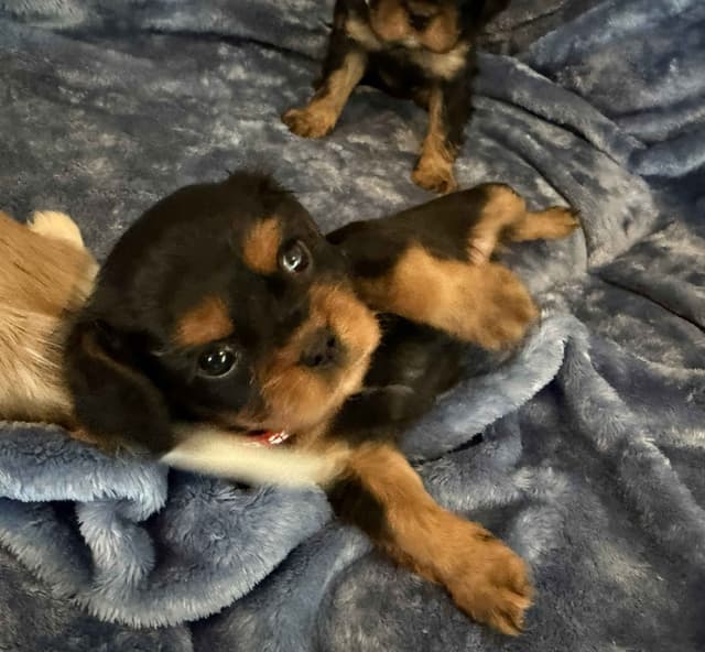 Cavalier King Charles Spaniel Puppies media 12