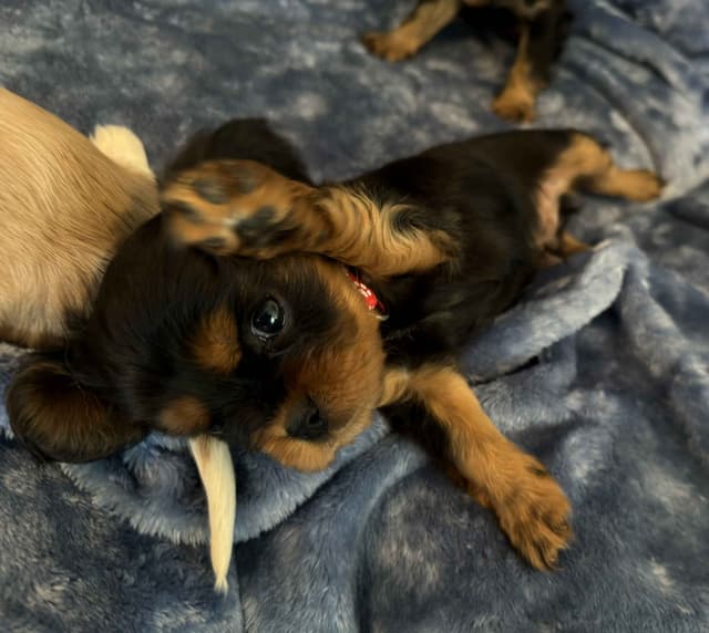 Cavalier King Charles Spaniel Puppies media 13