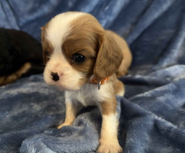 Cavalier King Charles Spaniel Puppies media 7
