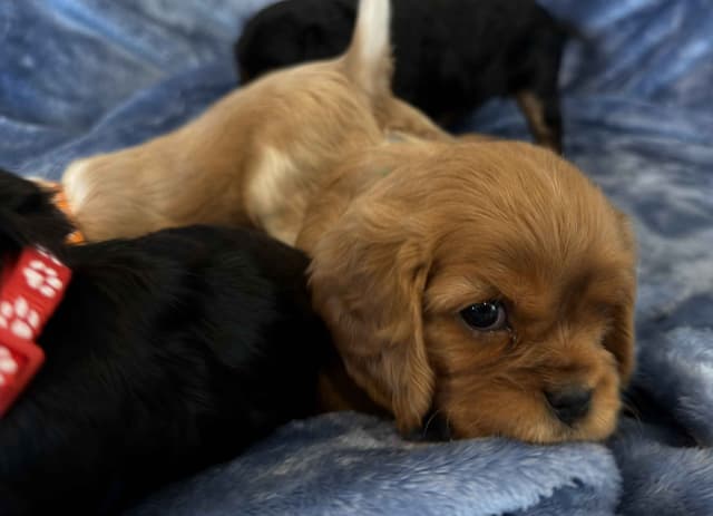 Cavalier King Charles Spaniel Puppies media 20