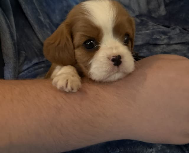Cavalier King Charles Spaniel Puppies media 8