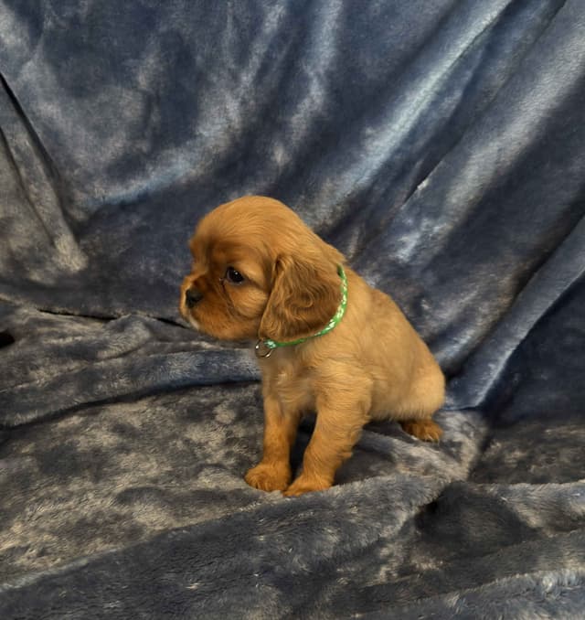 Cavalier King Charles Spaniel Puppies media 21
