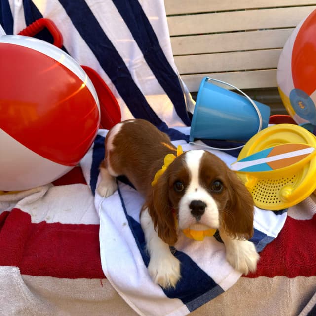 Cavalier King Charles Spaniel Puppies media 5