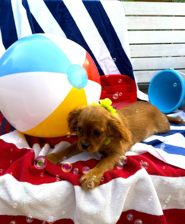 Cavalier King Charles Spaniel Puppies media 14