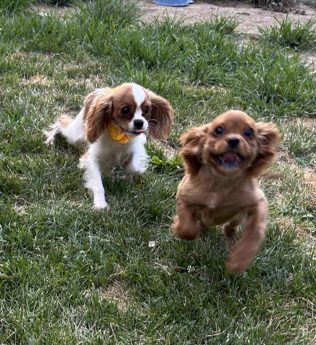 Cavalier King Charles Spaniel Puppies media 18