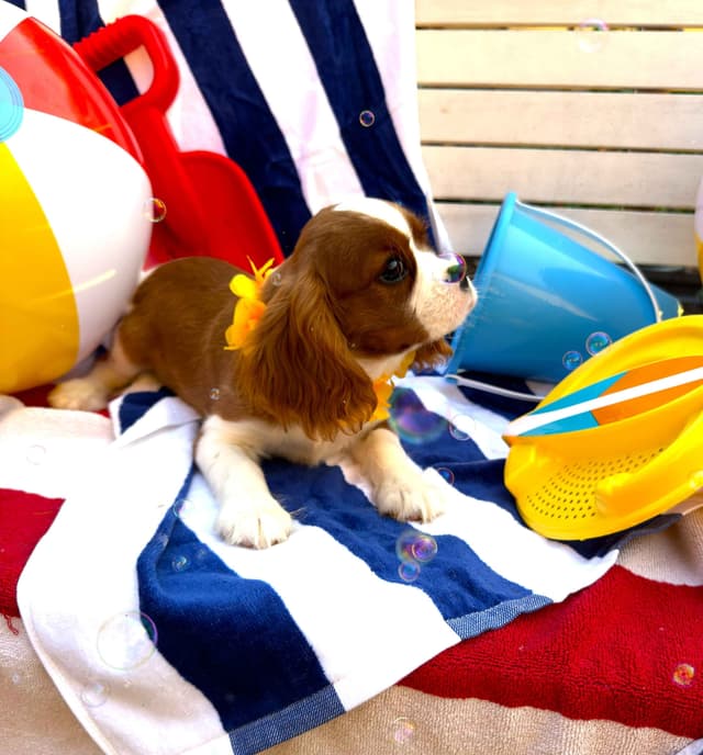 Cavalier King Charles Spaniel Puppies media 6