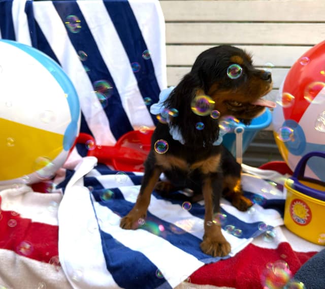 Cavalier King Charles Spaniel Puppies media 10