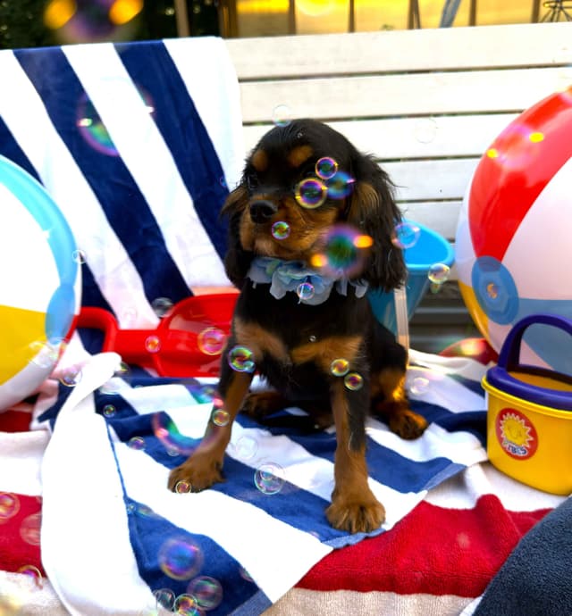 Cavalier King Charles Spaniel Puppies media 11