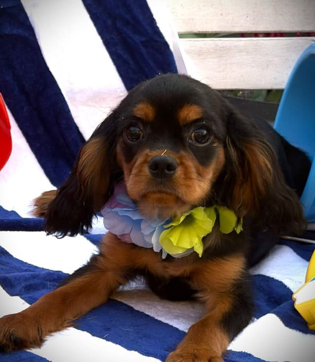 Cavalier King Charles Spaniel Puppies media 22