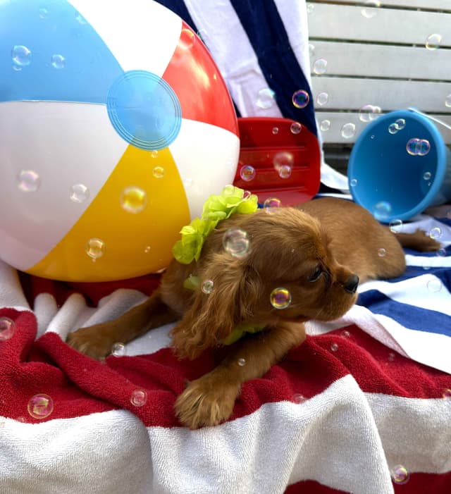 Cavalier King Charles Spaniel Puppies media 17