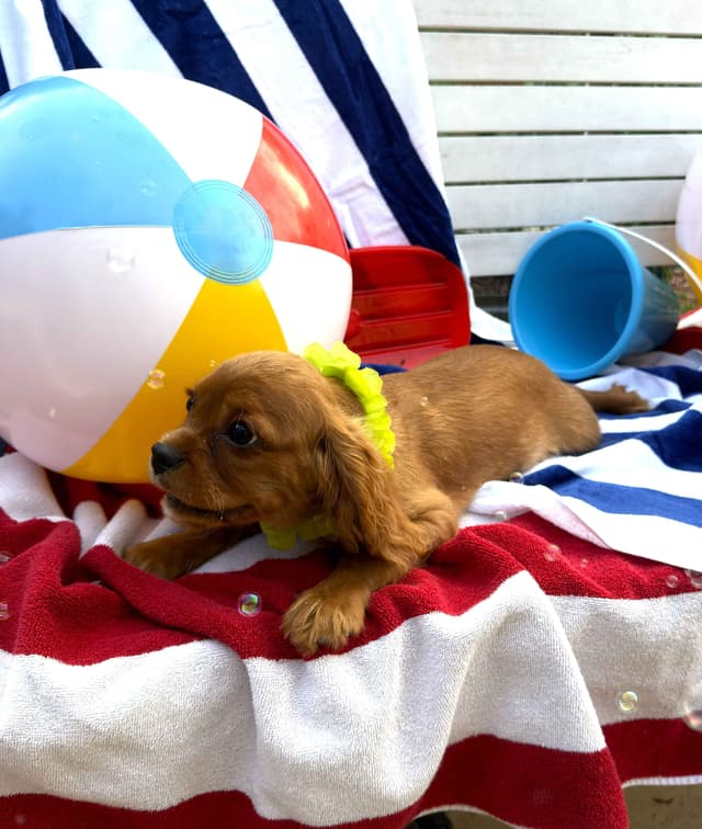 Cavalier King Charles Spaniel Puppies media 15