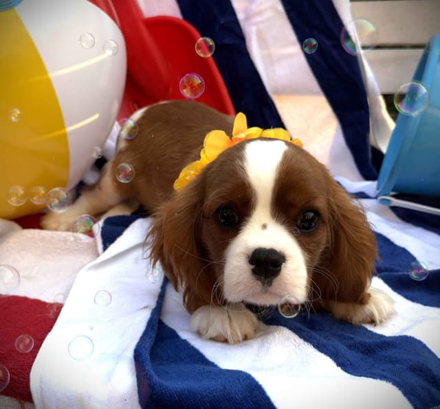 Cavalier King Charles Spaniel Puppies media 3