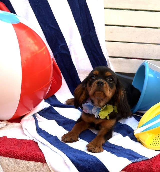 Cavalier King Charles Spaniel Puppies media 23