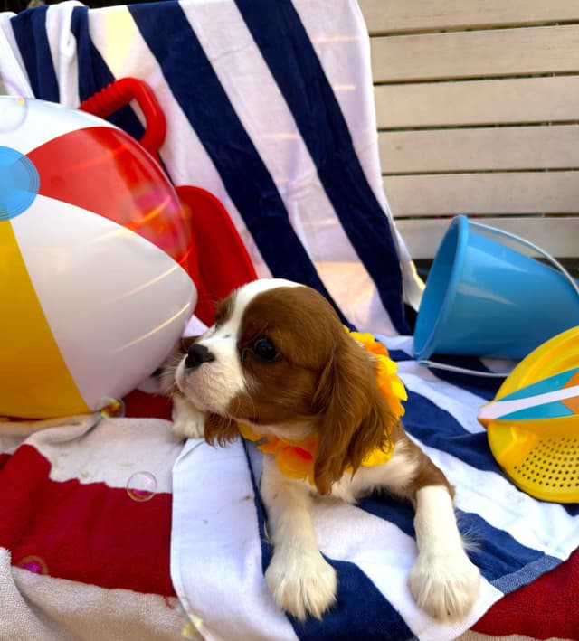 Cavalier King Charles Spaniel Puppies media 2