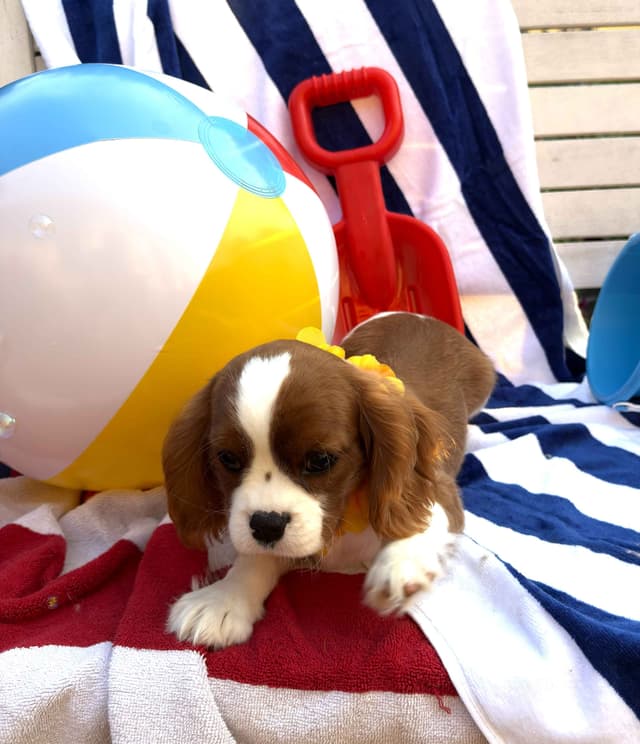 Cavalier King Charles Spaniel Puppies media 4