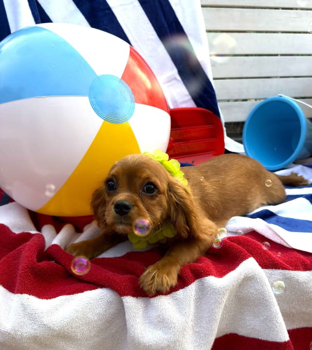 Cavalier King Charles Spaniel Puppies media 16