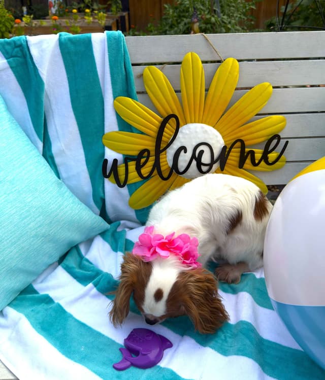 Cavalier King Charles Spaniel Puppies media 3