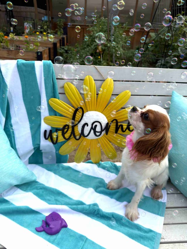 Cavalier King Charles Spaniel Puppies media 2