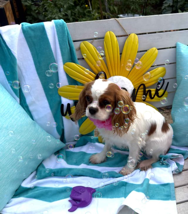Cavalier King Charles Spaniel Puppies media 4