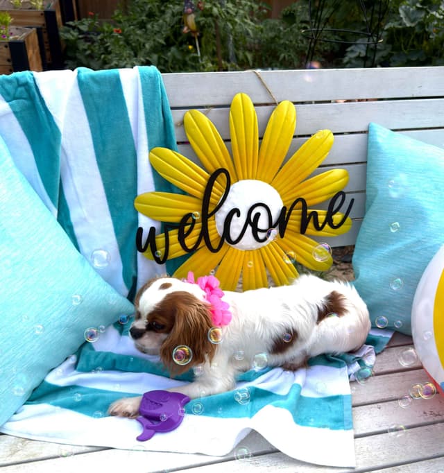 Cavalier King Charles Spaniel Puppies media 5