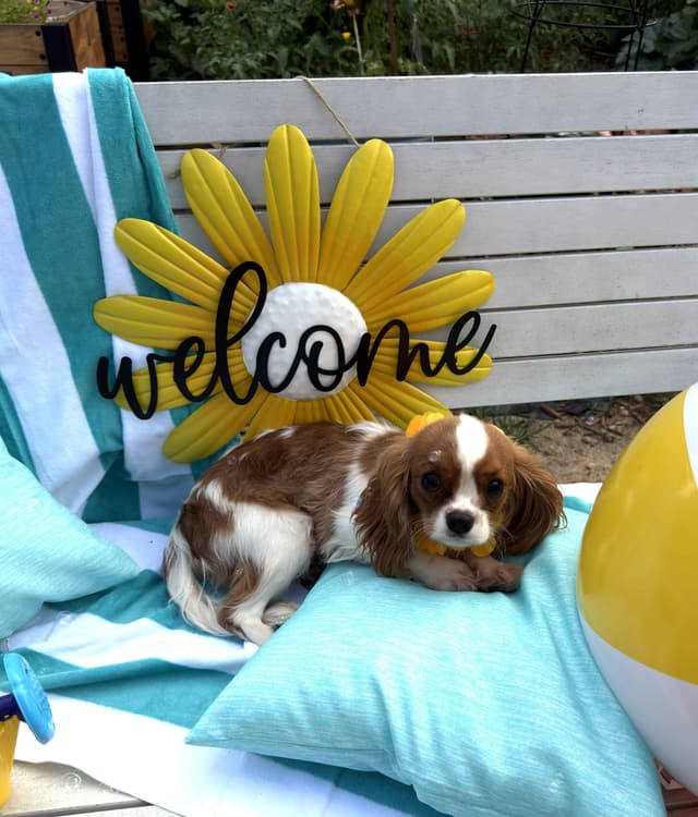 Cavalier King Charles Spaniel Puppies media 13