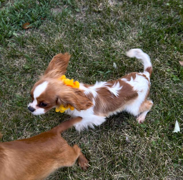 Cavalier King Charles Spaniel Puppies media 10