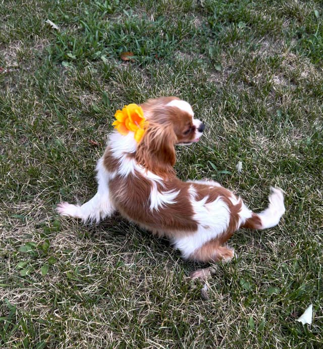 Cavalier King Charles Spaniel Puppies media 9