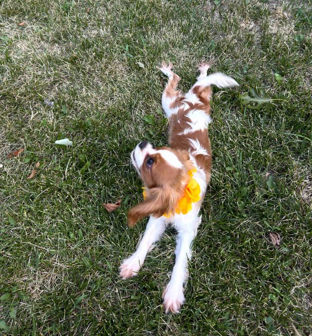 Cavalier King Charles Spaniel Puppies media 11