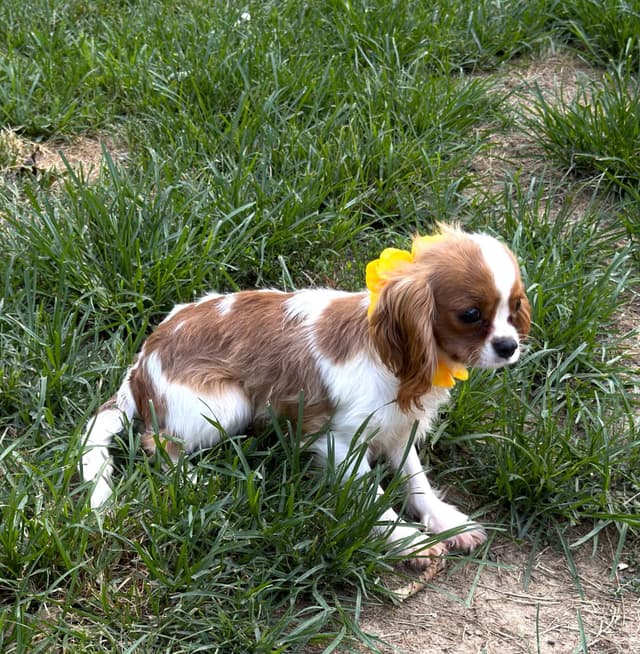 Cavalier King Charles Spaniel Puppies media 12
