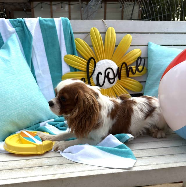Cavalier King Charles Spaniel Puppies media 3