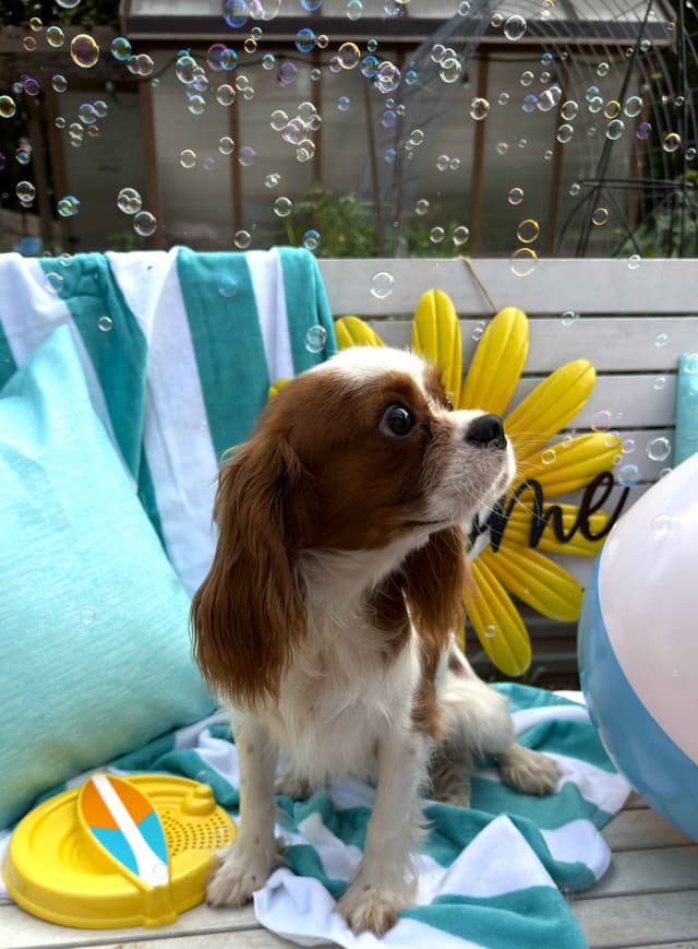 Cavalier King Charles Spaniel Puppies media 4