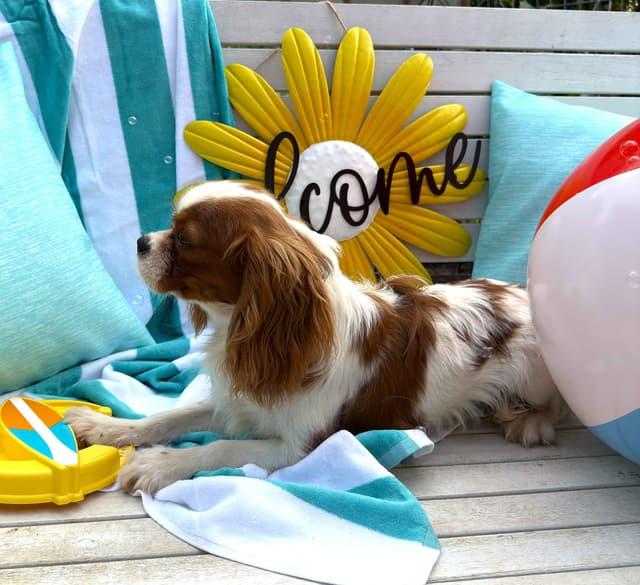 Cavalier King Charles Spaniel Puppies media 2